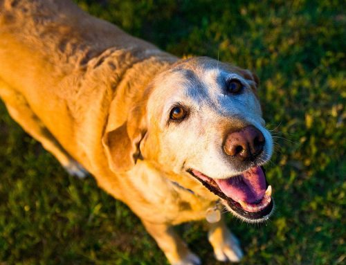 3 Common health conditions in senior dogs