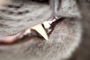 domestic cat teeth close-up