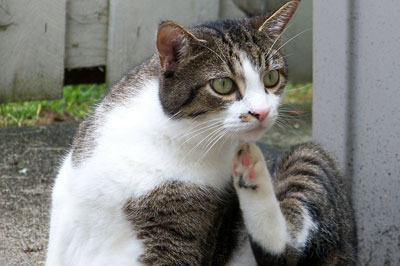 close up of white brown cat is itching while relaxing