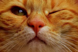 cat-mackerel-wink-funny-red