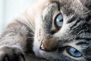 cat-cute-animal-mammal-fur-kitten