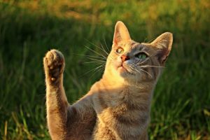 cat-mackerel-paw-talon-mieze
