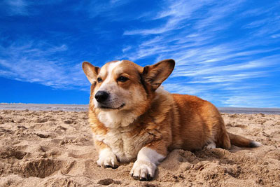 pembroke-welsh-corgi-lying-on-the-sand-under-white-cloud-blue-sky