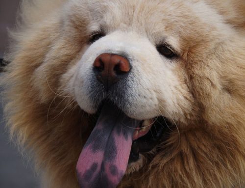 Heatstroke in Dogs – What to know
