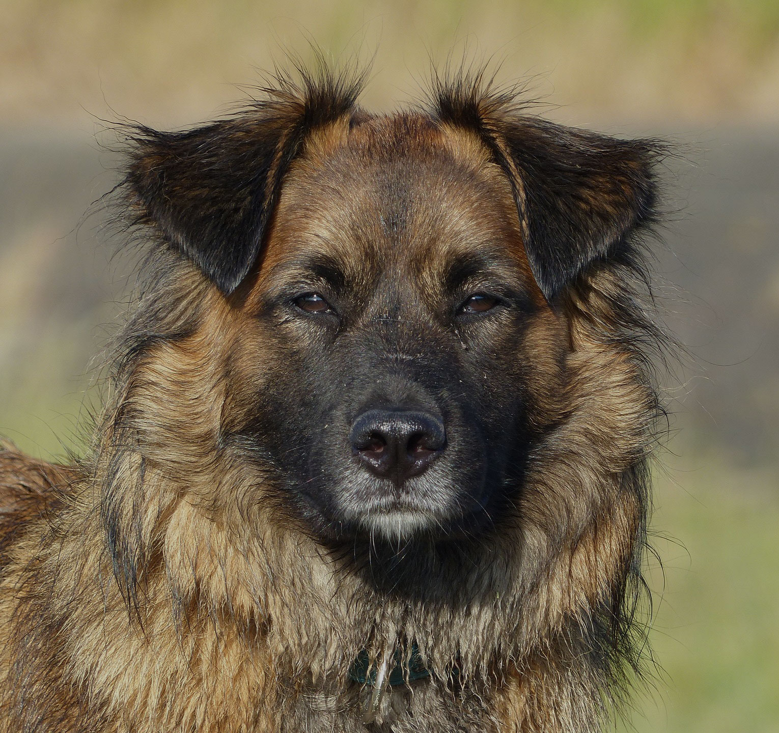 animal-animals-close-up-dog