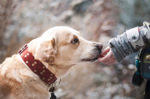close-up-of-hand-holding-dog