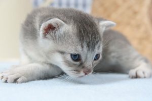 cat-kitten-cat-baby-pet