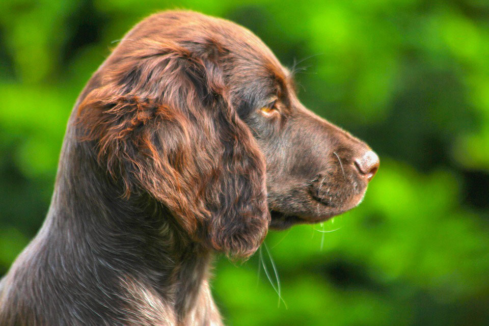 dog-small-münsterländer-puppy