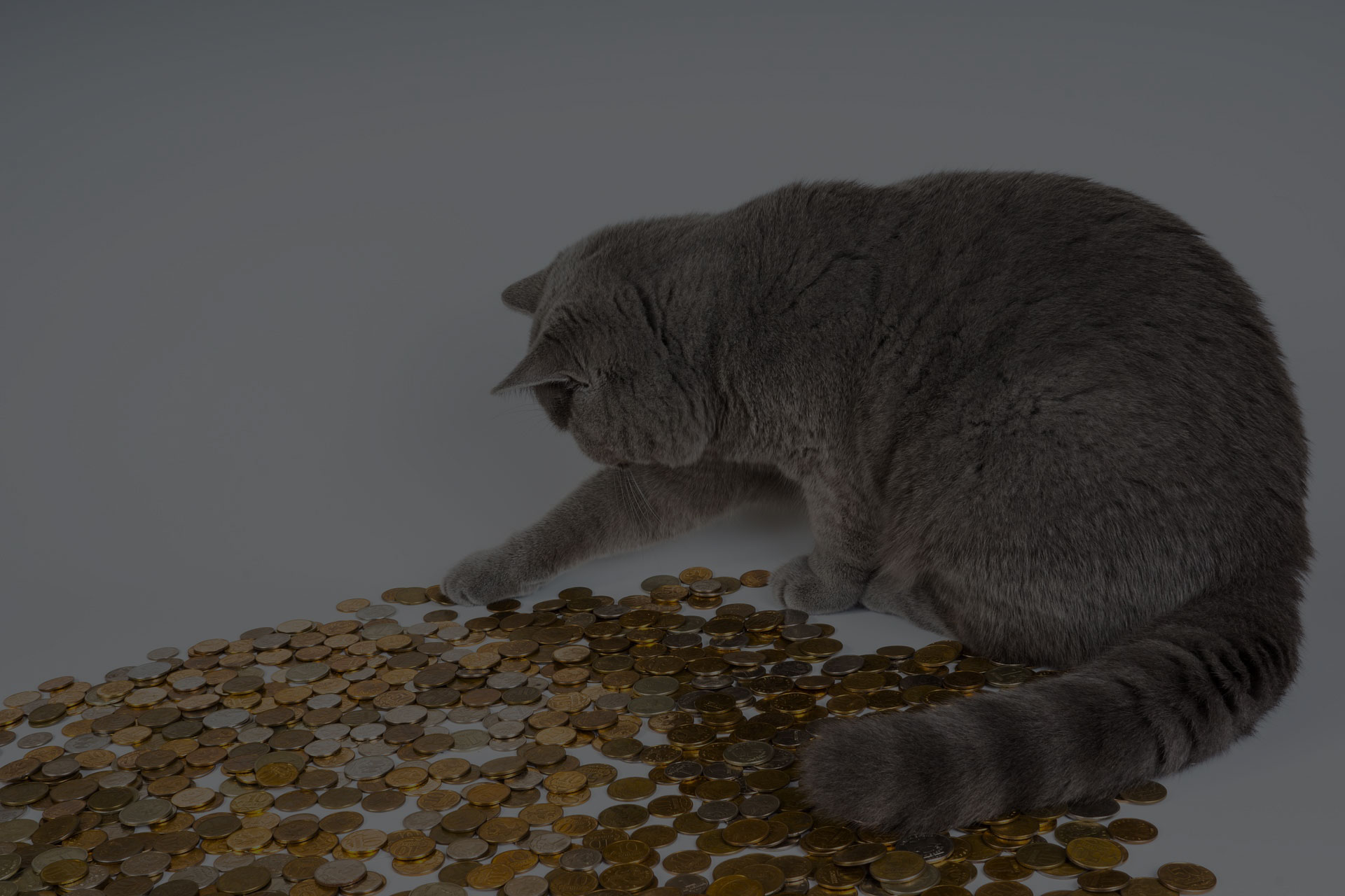 Surprise-Kitten-Kittens-Cat-Money-Animals-Pet