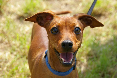 brown-short-coated-dog-on-macro-photograph