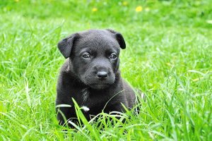 dog-puppy-small-dog-animal-portrait