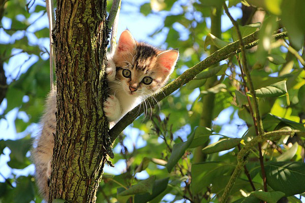 low-angle-view-of-cat-on-tree