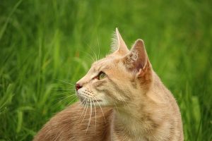 tan-cat-beside-green-grass-during-daytime