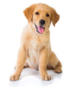 A portrait of a Golden Retriever dog sitting on the floor