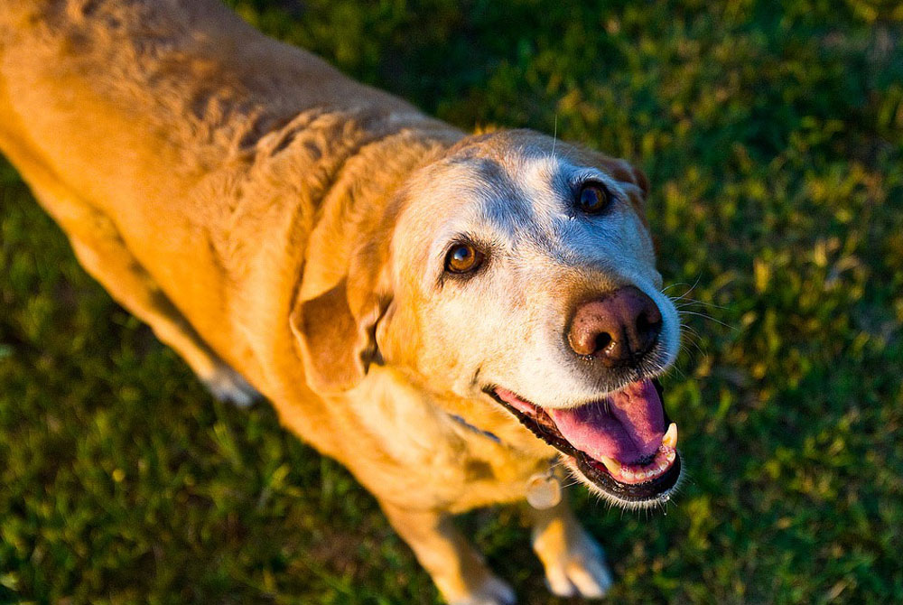 3 Common health conditions in senior dogs - Vet In Jacksonville | Animal  Hospital of Oceanway