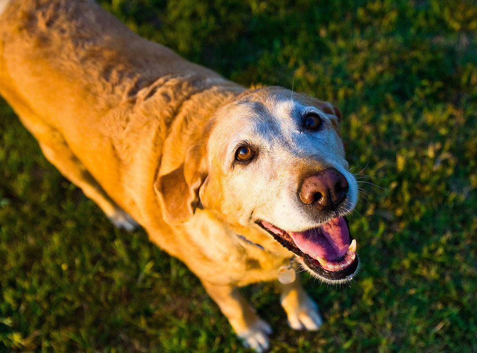 old-dog-yellow-lab-labrador