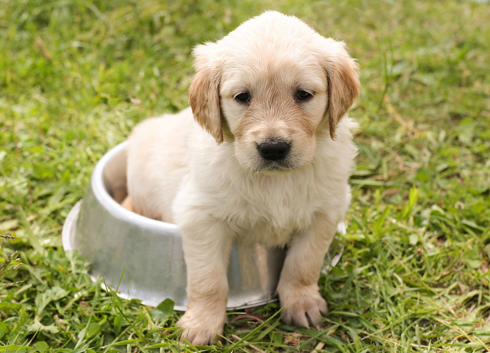 labrador puppy sitted on bowl