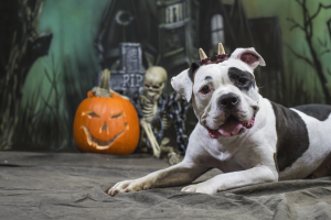 Halloween Dog wearing horns in front of skeleton and jack-o-lantern pumpkin