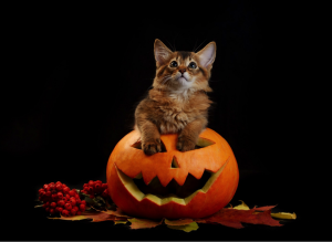 Scary halloween pumpkin jack-o-lantern and somali kitten on black background