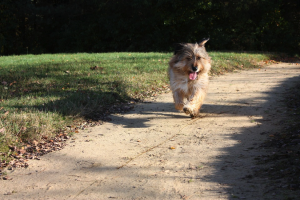 terrier-dog-animal-run-race