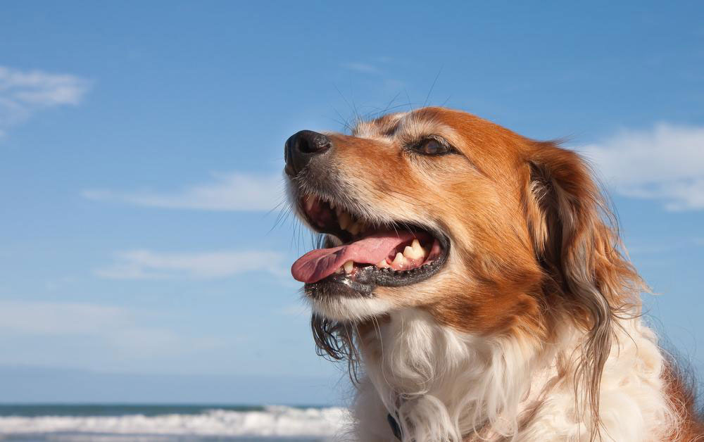 portrait head of red haired collie type working dog breed against a beach background