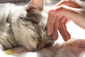 woman hand petting a cat head